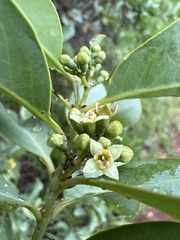Santalum ellipticum