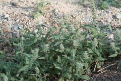 Stachys albens