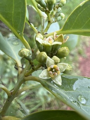Santalum ellipticum