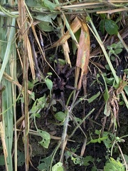 Theraphosinae
