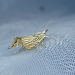 Chrysoteuchia culmella