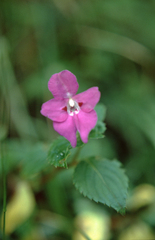 Impatiens sylvicola