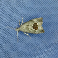 Notocelia uddmanniana