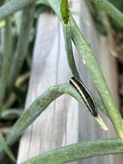 Trichordestra legitima