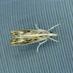 Catoptria verellus