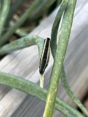 Trichordestra legitima