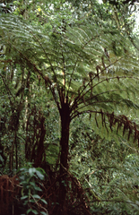 Cyatheales