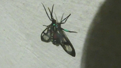 Poecilosoma eone