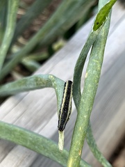Trichordestra legitima