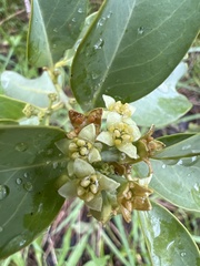 Santalum ellipticum
