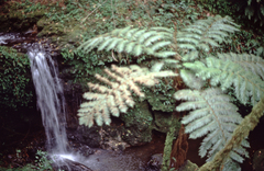 Cyatheales