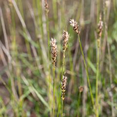 Thyridolepis mitchelliana