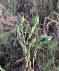 Symphyotrichum pratense