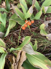 Convallaria
