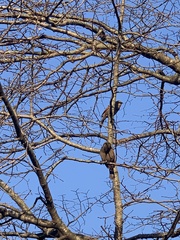 Agelaioides badius