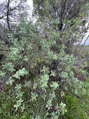 Santalum ellipticum