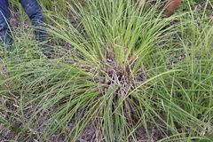 Carex elata