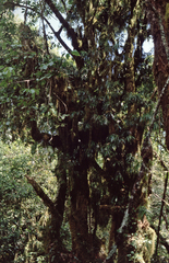 Podocarpus