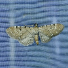 Eupithecia