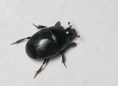 Hypocaccus rugifrons