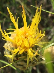 Centaurea orientalis