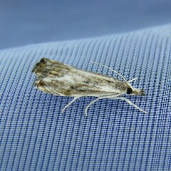 Catoptria verellus