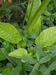 Rorippa amphibia