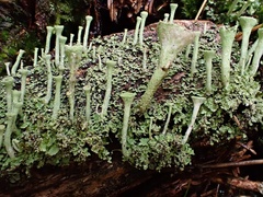 Cladonia