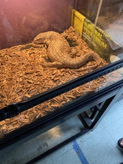 Varanus exanthematicus