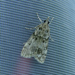 Eudonia lacustrata