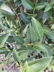 Oleaceae