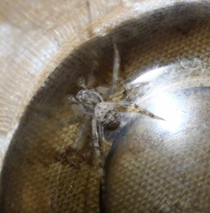 Larinioides ixobolus
