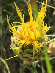 Centaurea orientalis