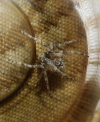 Larinioides ixobolus