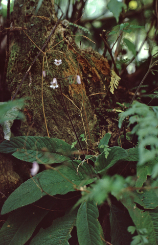 Streptocarpus montanus