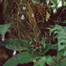 Streptocarpus montanus - Photo (c) Stephan Pflume, μερικά δικαιώματα διατηρούνται (CC BY-NC), uploaded by Stephan Pflume