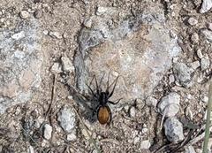 Castianeira occidens