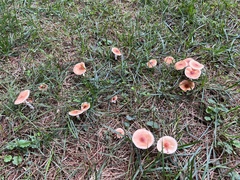Leucoagaricus rubrotinctus