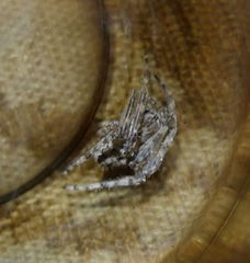 Larinioides ixobolus