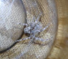 Larinioides ixobolus