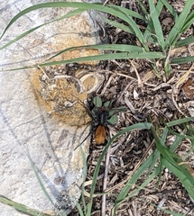 Castianeira occidens