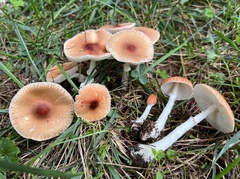 Leucoagaricus rubrotinctus