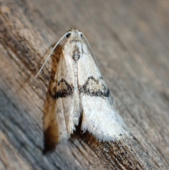 Zebeeba falsalis