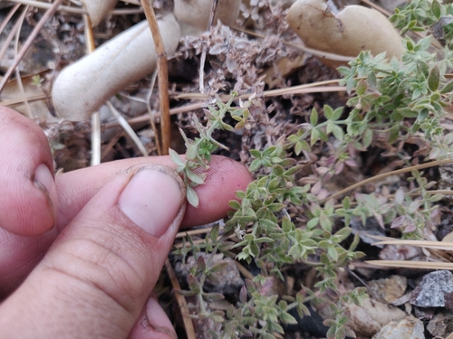 Image of Galium californicum by (c) Alexander Wentworth, some rights reserved (CC BY)