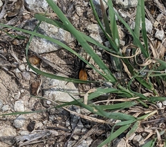 Castianeira occidens