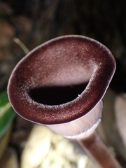 Lentinus
