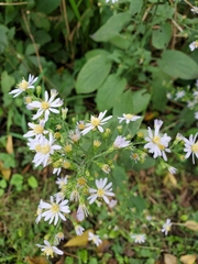 Symphyotrichum drummondii