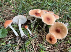 Leucoagaricus rubrotinctus