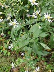 Symphyotrichum drummondii