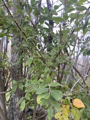 Salix bebbiana